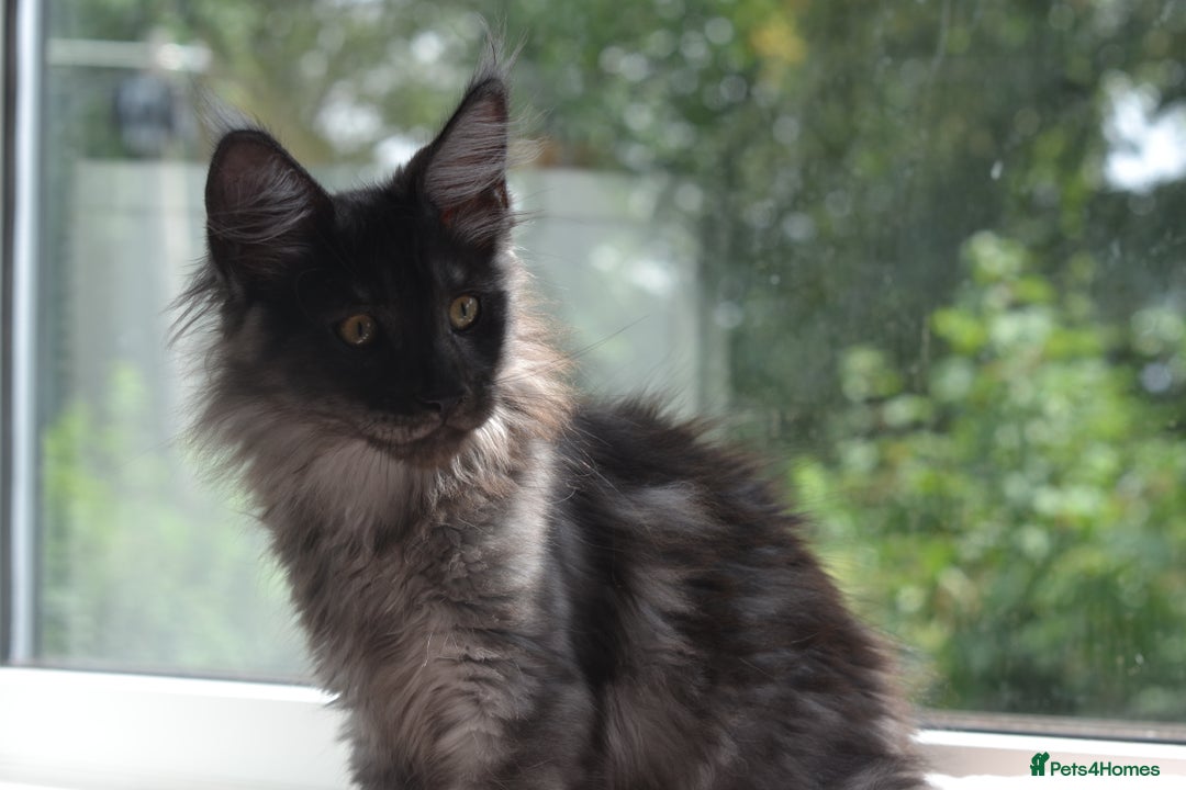 Maine Coon cats for sale: Tica Registered Maine Coon Kittens *ready now* - Image 11
