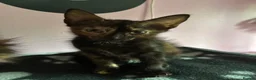 Mixed Breed cats for sale: Pretty mixed litter of kittens. - Advert 16