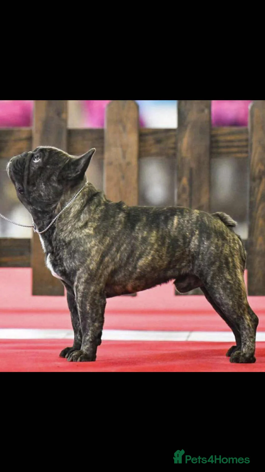 French Bulldog dogs for stud: International Champion French Bulldog for Stud - Advert 12