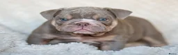 English Bulldog dogs for stud: Lilac and tan Merle carrying curly  - Advert 11