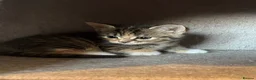 Mixed Breed cats for sale: Gorgeous half Siberian kittens - Advert 27