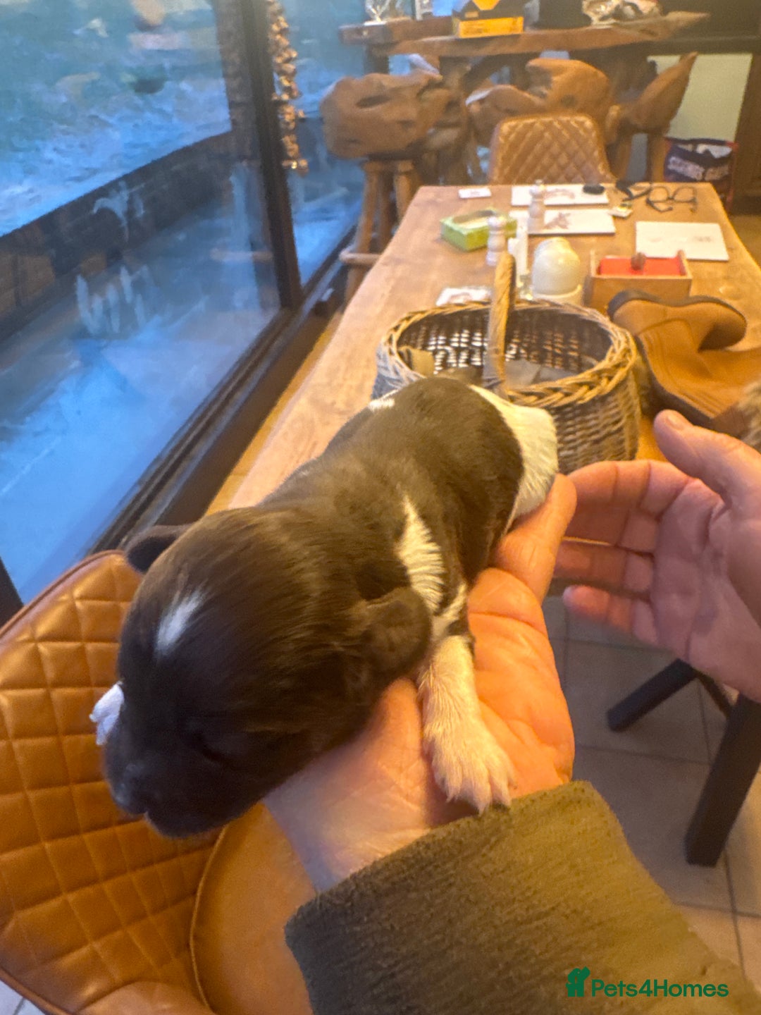 Sprocker dogs for sale: Sprocker puppies for sale - Advert 13