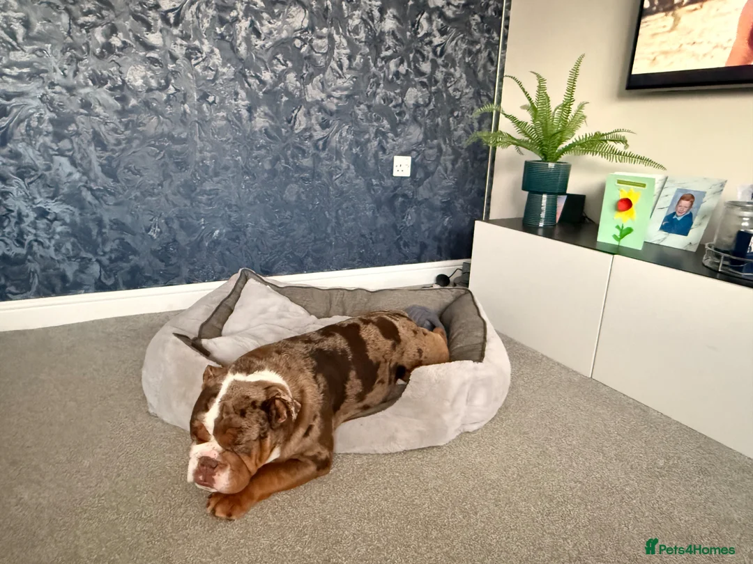 English Bulldog dogs for sale: 100% pedigree English bulldog in Middlesbrough - Advert 2