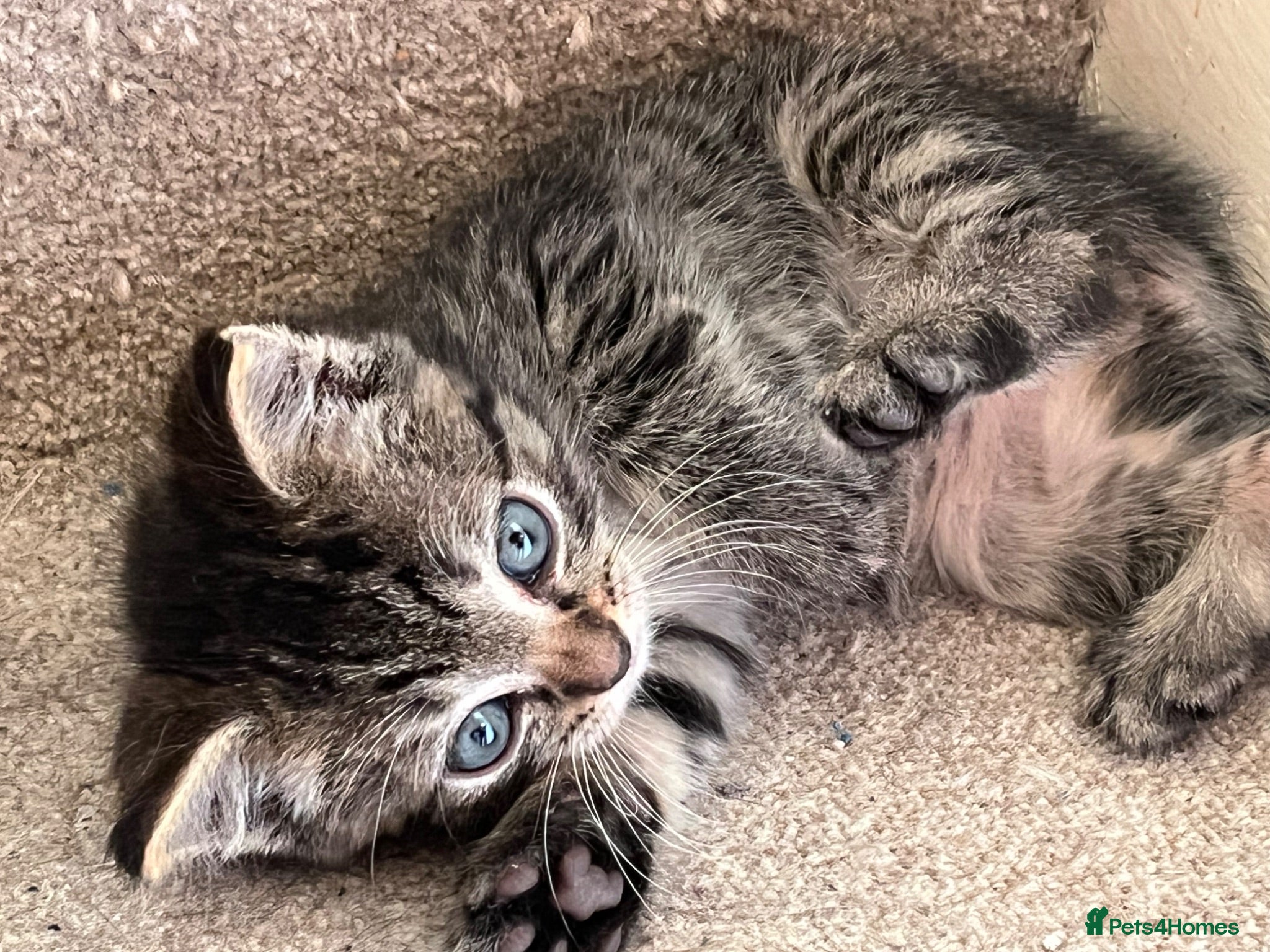 Ragdoll cats Ragdoll cross tabby kittens - Advert 5