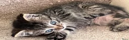 Ragdoll cats for sale: Ragdoll cross tabby kittens - Advert 1