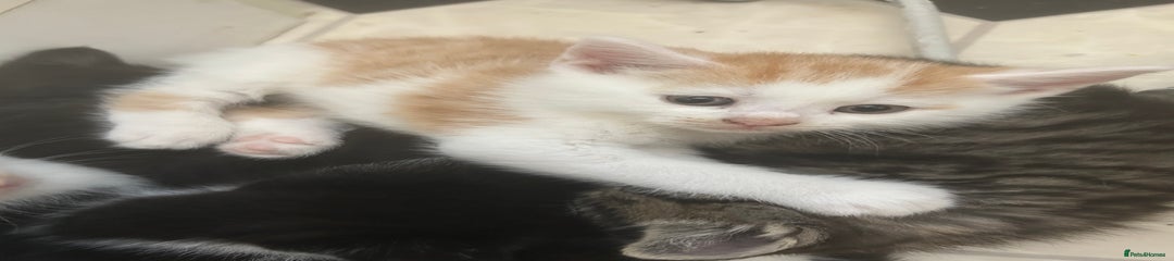 Mixed Breed Kitten 1
