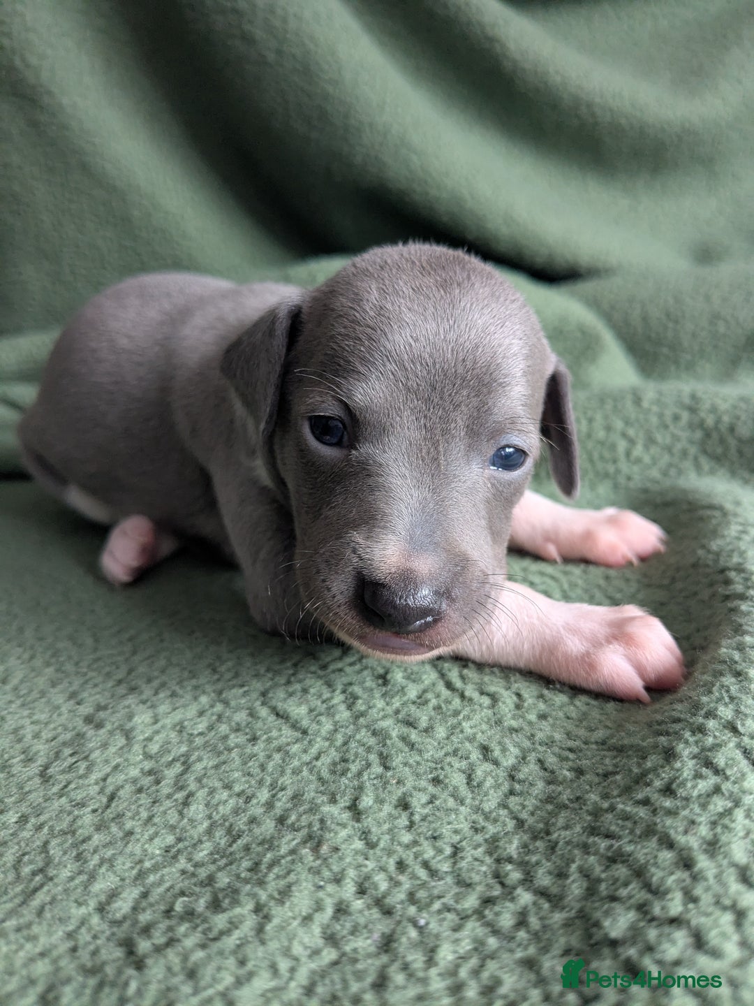 Italian Greyhound dogs for sale: Beautiful KC registered ITALIAN GREYHOUNDS  - Image 16