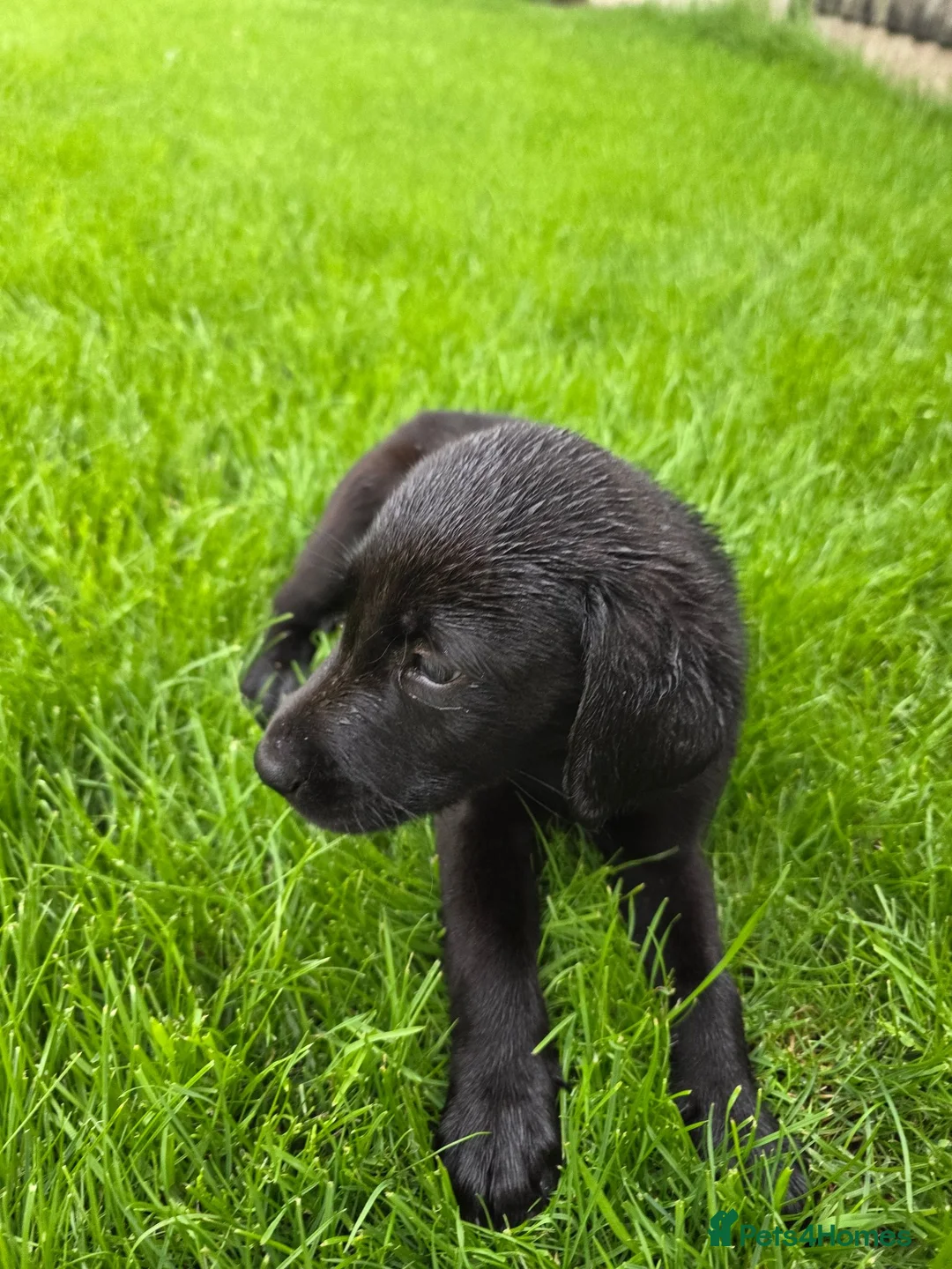 Labrador Retriever dogs for sale: Working labrador puppies  - Advert 2