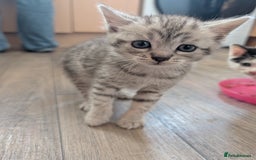 Mixed Breed cats for sale: Persian mix cross  - Image 2