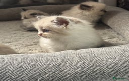 Siberian cats for sale: Ragdoll X Siberian kittens  - Image 2