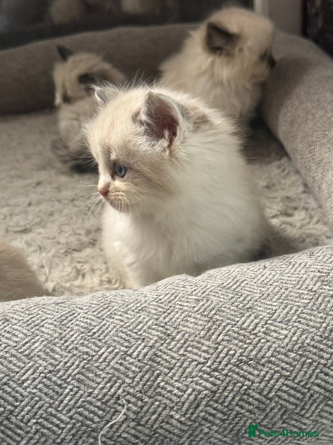 Siberian cats for sale: Ragdoll X Siberian kittens  - Image 2
