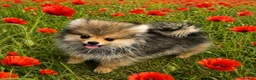Pomeranian dogs for sale: 13 weeks Teddy bear face Pomeranian male puppies  - Advert 4