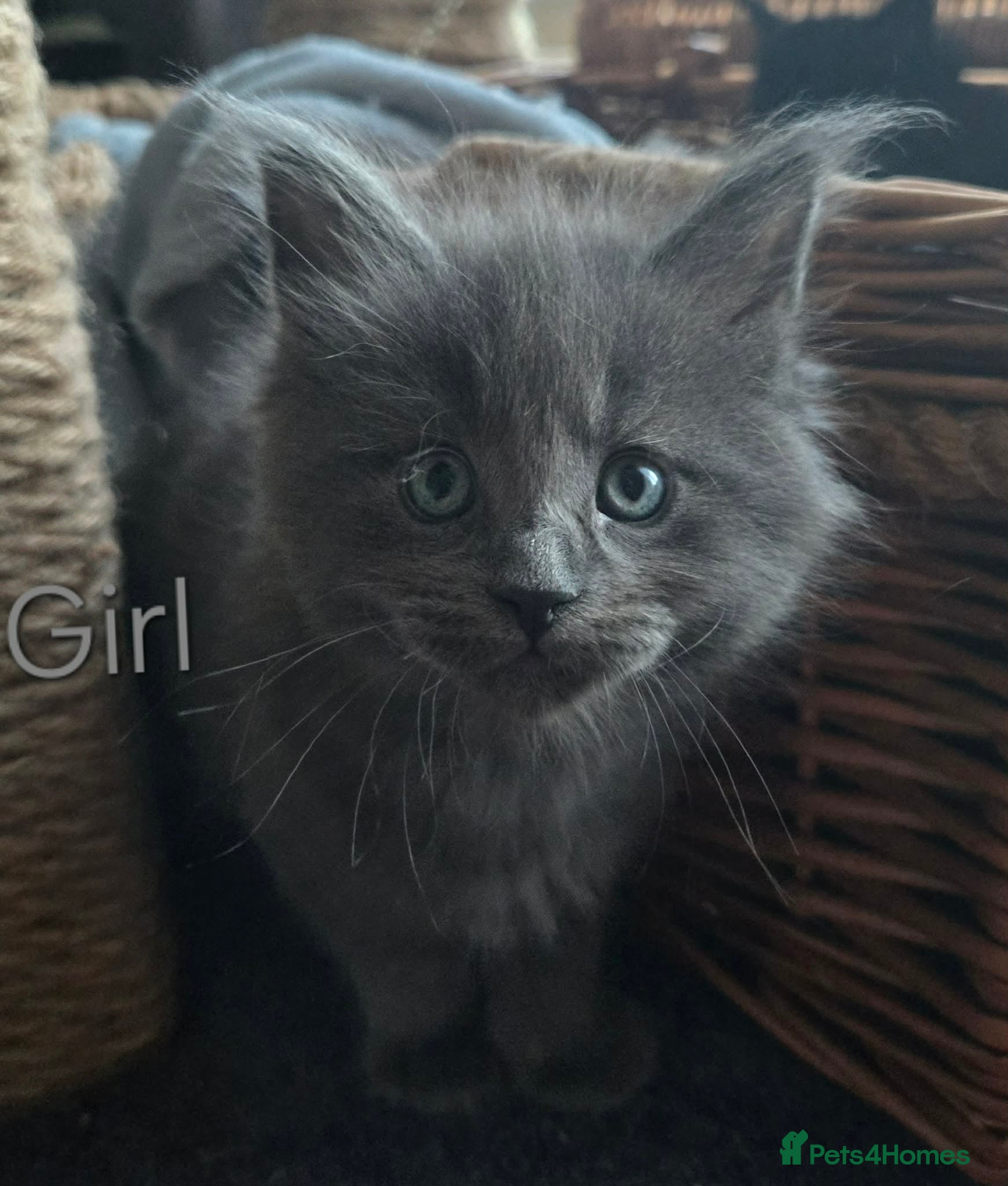 Maine Coon cats 3 Maine Coons girls. - Advert 18