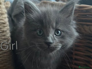 Maine Coon cats 3 Maine Coons girls. - Advert 18