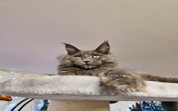 Maine Coon cats for sale: 🔥*Stunning Litter of 8💎Solid Blue Maine Coon*🔥  - Image 23