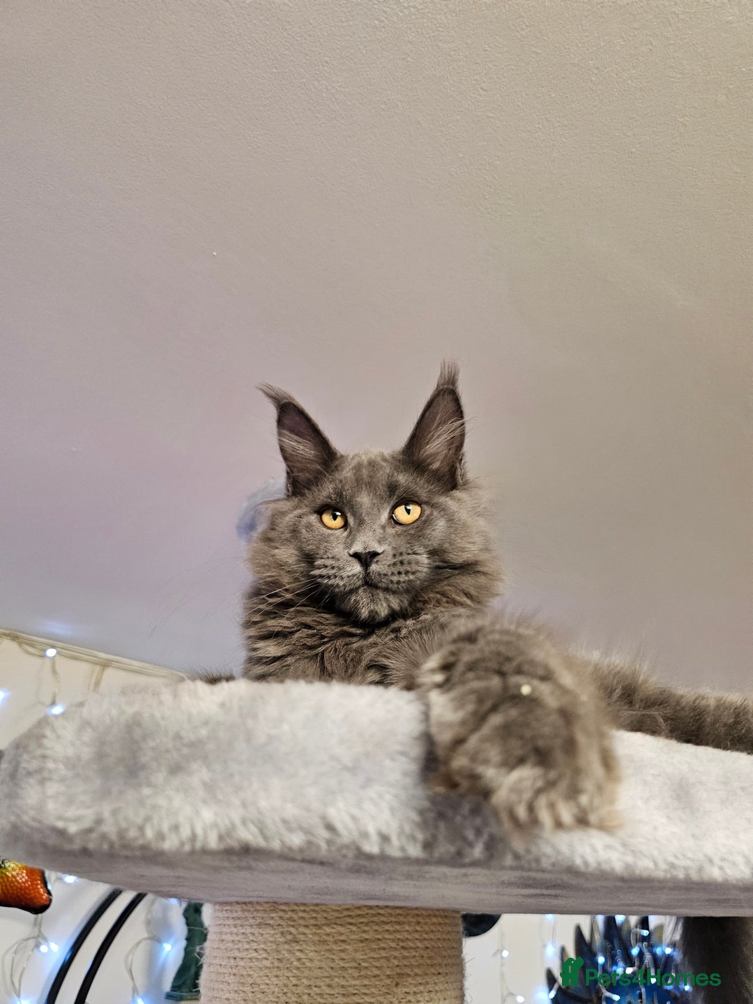 Maine Coon cats for sale: 🔥*Stunning Litter of 8💎Solid Blue Maine Coon*🔥  - Image 23