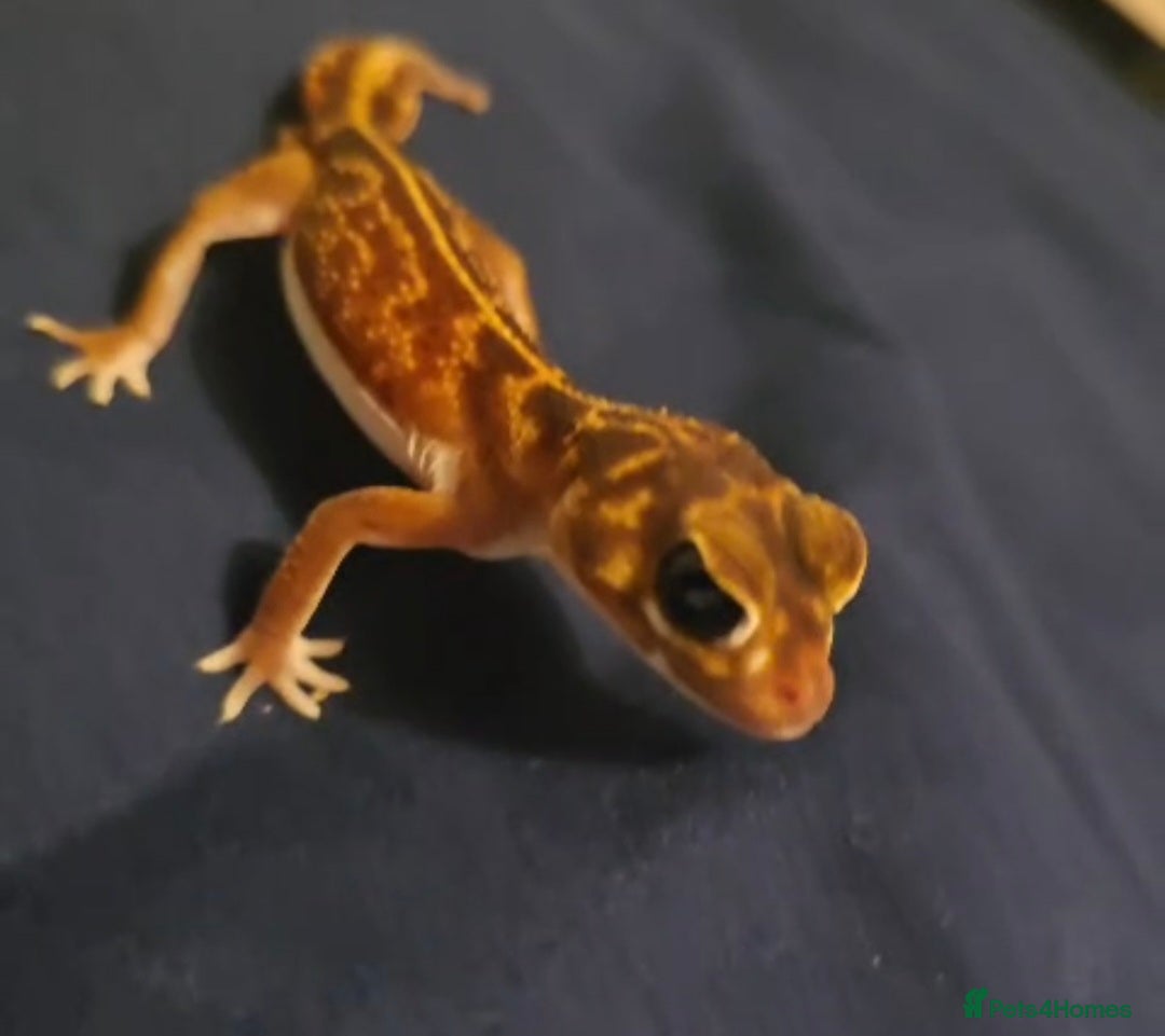 Chameleon reptiles Reptiles for sale- prices on advert - Advert 3