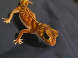 Chameleon reptiles Reptiles for sale- prices on advert - Advert 3