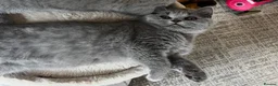 British Shorthair cats for sale: Beautiful British Shorthair girl  - Advert 1