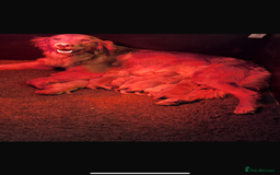 Golden Retriever dogs for sale: Beautiful KC working golden retriever puppies  - Image 12