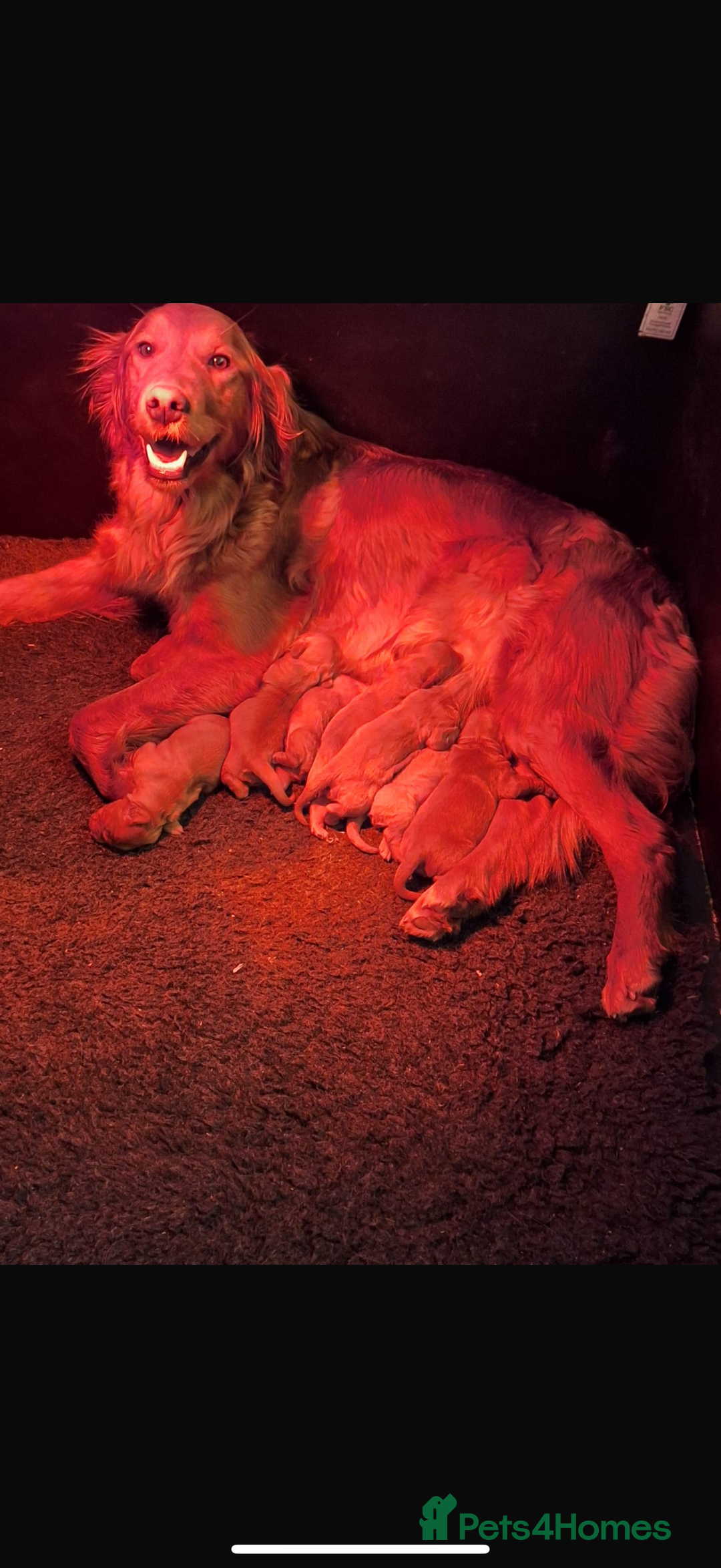 Golden Retriever dogs for sale: Beautiful KC working golden retriever puppies  - Image 12