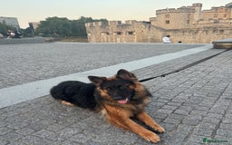 German Shepherd dogs for sale: Rehoming 1 Year Old German Shepherd Male - Image 6