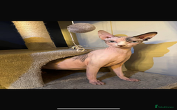 Sphynx cats for sale: Beautiful Pure Sphynx Kittens – Ready Now! - Image 1