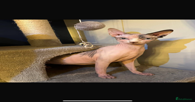 Sphynx cats Beautiful Pure Sphynx Kittens – Ready Now! - Advert 4