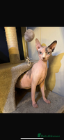Sphynx cats Beautiful Pure Sphynx Kittens – Ready Now! - Advert 4