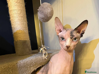 Sphynx cats for sale - Advert 1