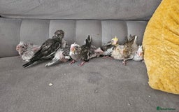 Cockatiels birds for sale: Hand tame cockatiel chicks  - Image 7