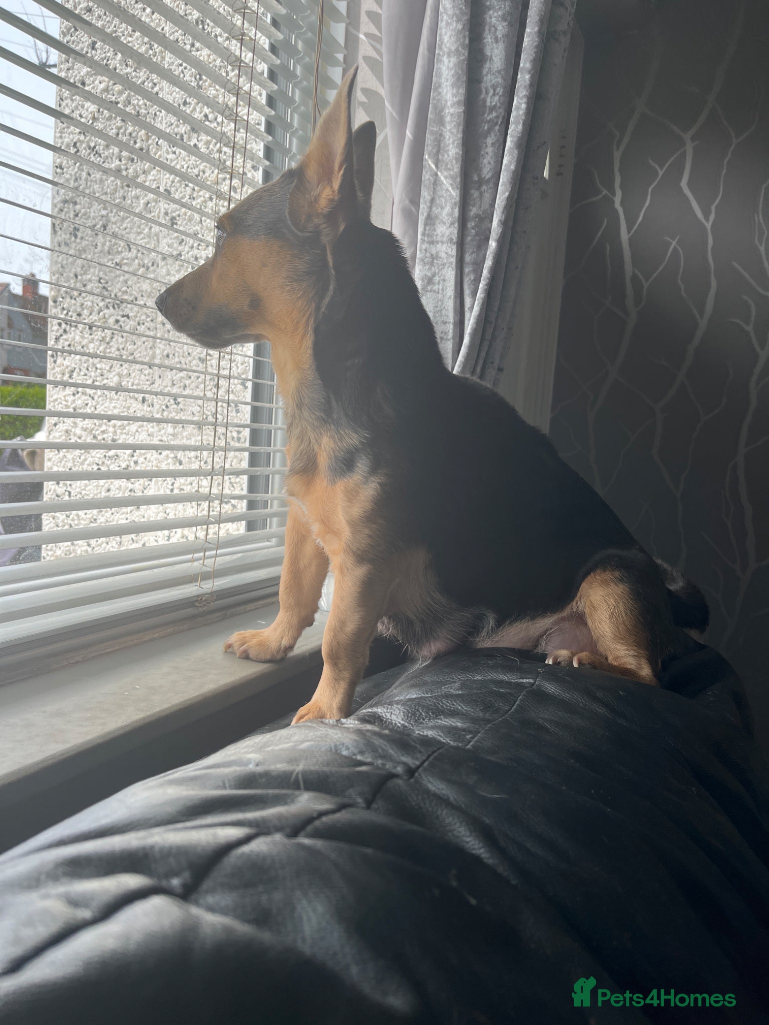 Jack Russell dogs Jack Russell puppies - Advert 2