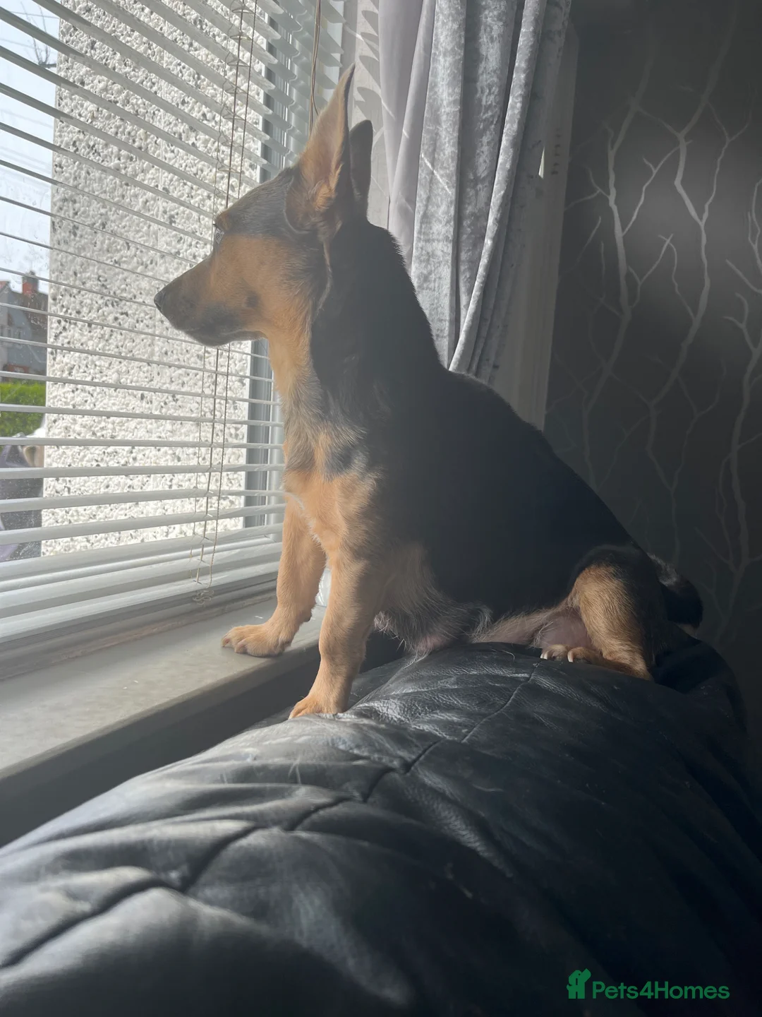 Jack Russell dogs for sale: Jack Russell puppies - Advert 1