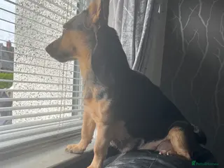 Jack Russell dogs Jack Russell puppies - Advert 2