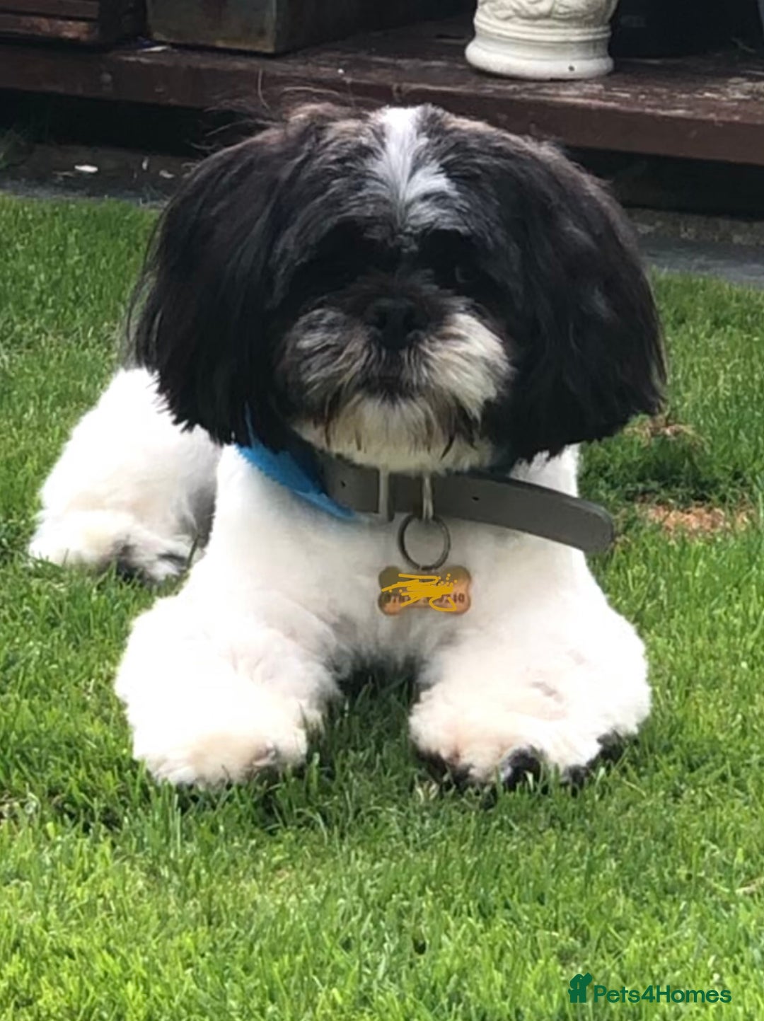 Lhasa Apso dogs for stud: Proven KC Registered Lhasa Apso Stud Toby in York - Advert 4