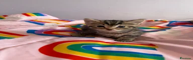 Tabby girl