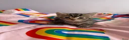 Mixed Breed cats for sale: Playful sweet kittens looking for forever home - Advert 4