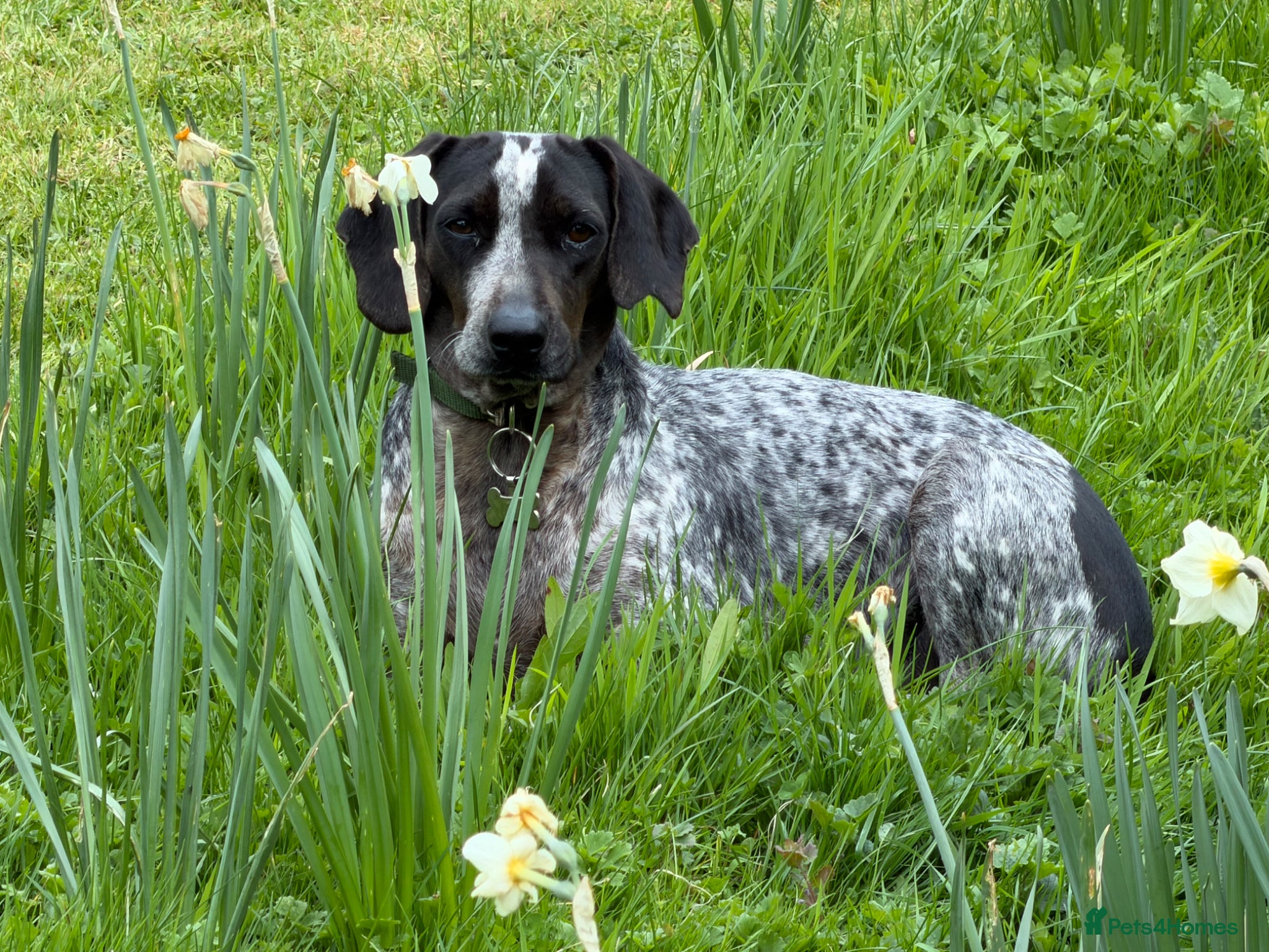 Mixed Breed dogs ❤️ Clea: The gentle soul waiting for tummy rubs ❤️ - Advert 1