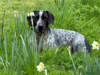 Mixed Breed dogs ❤️ Clea: The gentle soul waiting for tummy rubs ❤️ - Advert 1