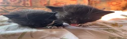 Mixed Breed cats for sale: 🐾 4 Male Kittens Looking for Loving Homes 🐾  - Advert 12