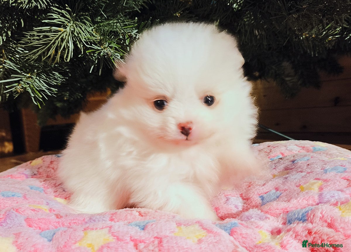 Pomeranian dogs 1 girl left - white/cream KC Pomeranian puppies  - Advert 16