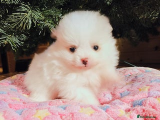 Pomeranian dogs 1 girl left - white/cream KC Pomeranian puppies - Advert 16