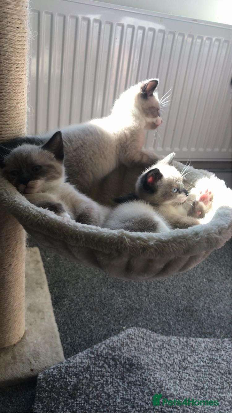Ragdoll cats for sale: 3 pure bread ragdoll kittens  - Advert 2