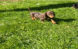 Miniature Dachshund dogs for sale: Miniature Dachshund Boys and Girls - Image 33