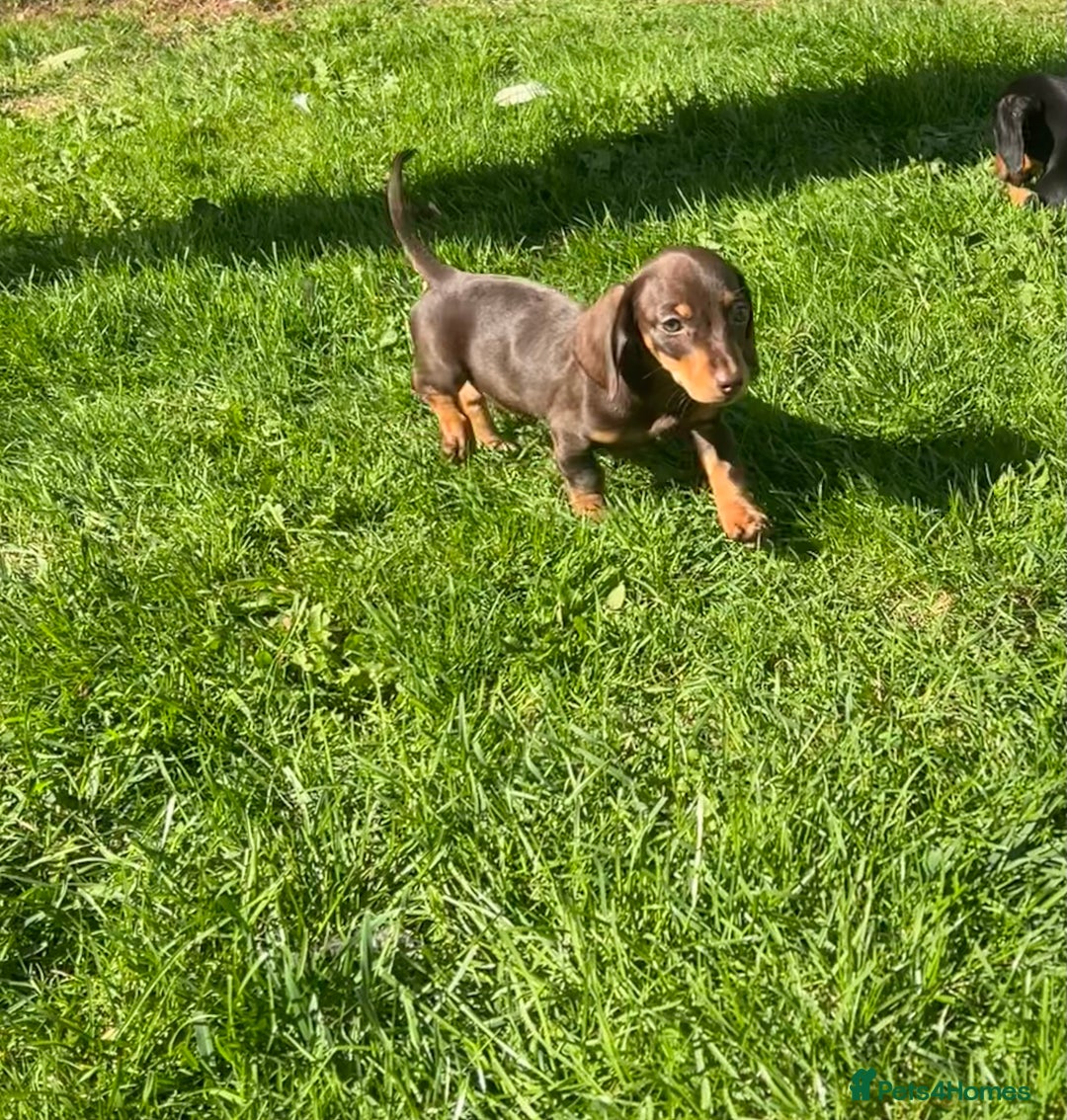Miniature Dachshund dogs for sale: Miniature Dachshund Boys and Girls - Image 33