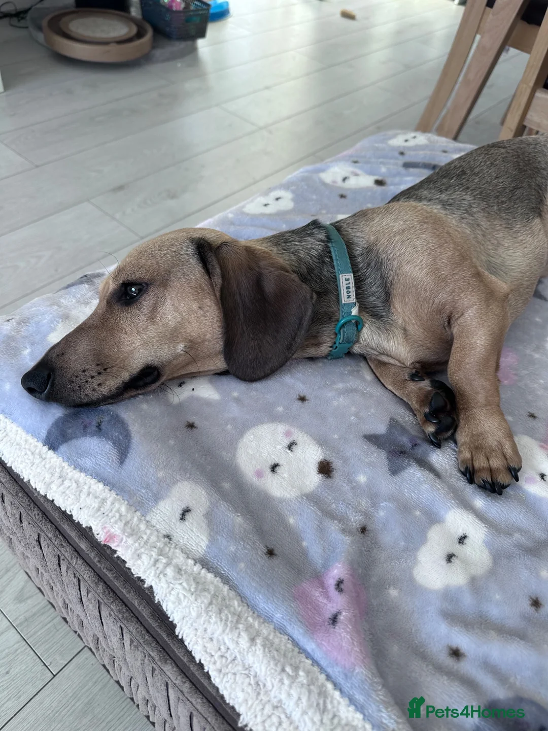 Miniature Dachshund dogs for sale: Older puppy miniature dachshund  in Bournemouth - Advert 2