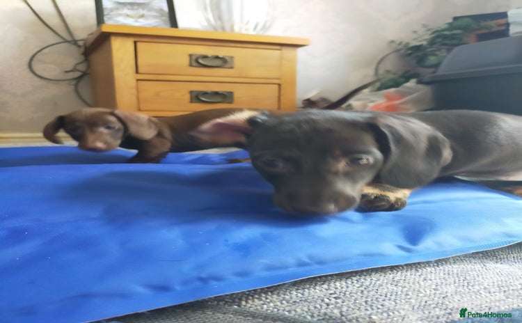 Miniature Dachshund dogs in Ellesmere Port - Advert 2