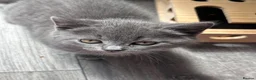 British Shorthair cats for sale: ♥️ Endearing lil British shorthair/Bombay kittens  - Advert 2