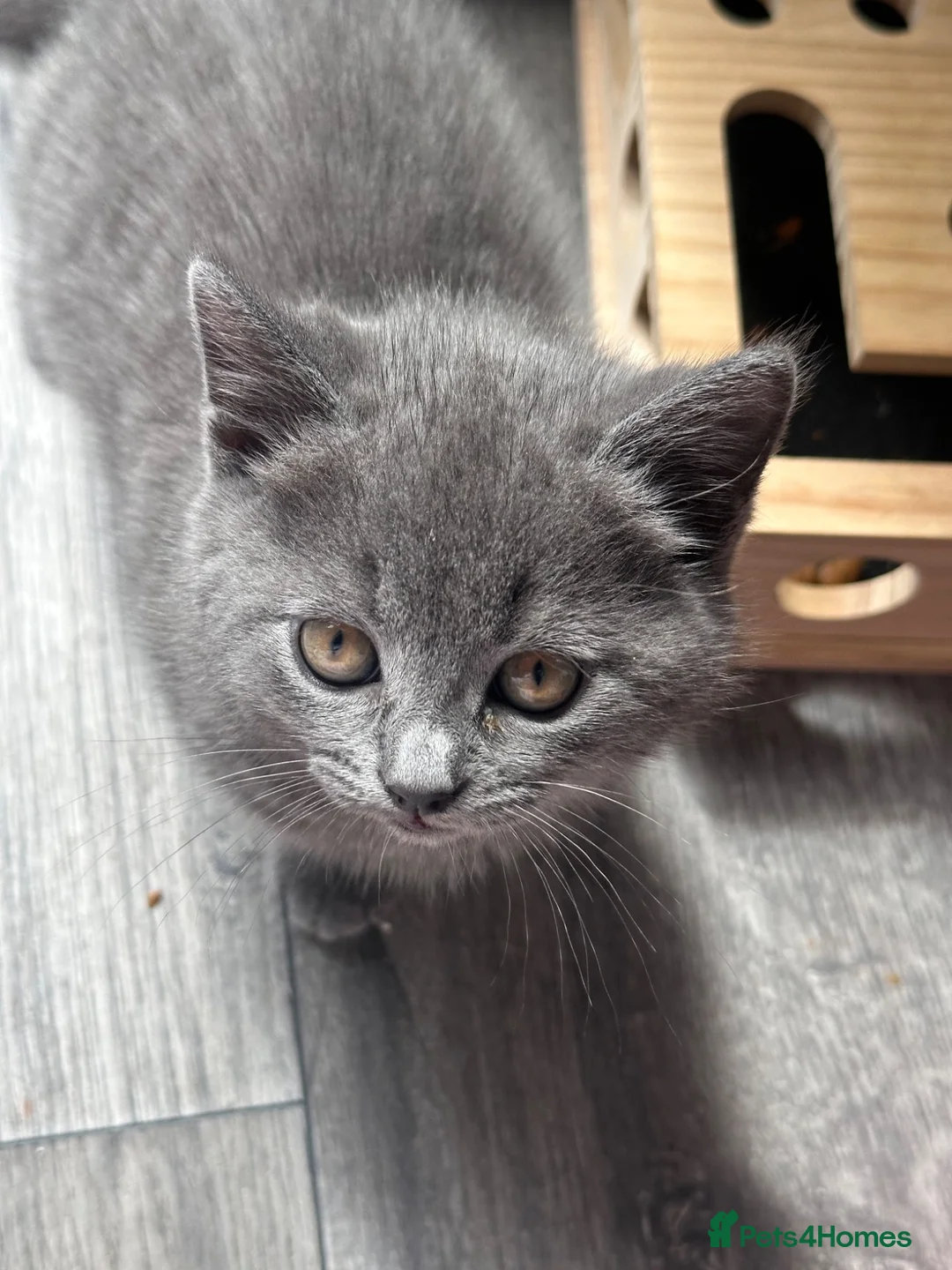 British Shorthair cats for sale: ♥️ Endearing lil British shorthair/Bombay kittens  - Advert 2
