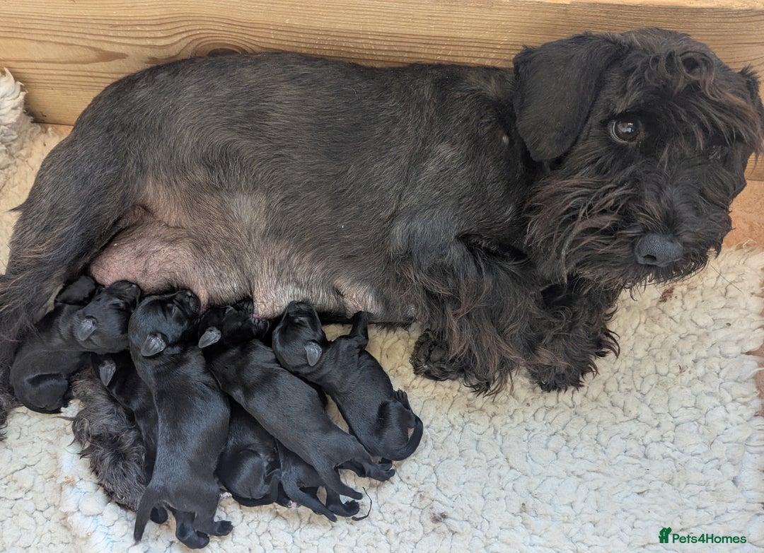 Miniature Schnauzer dogs for sale: Fully Health Tested,KC reg'd  Mini Schnauzer pups - Image 1